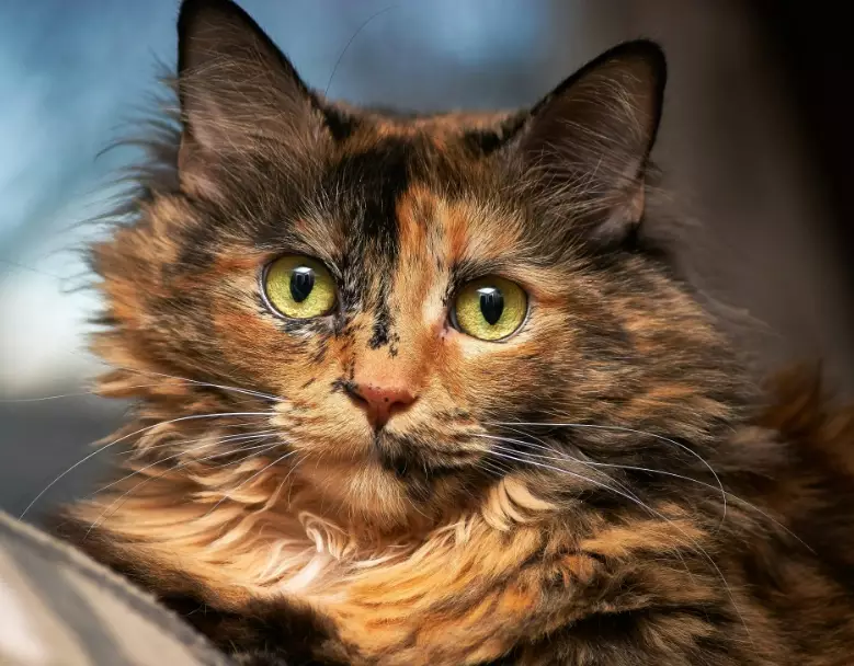 tortoiseshell cat