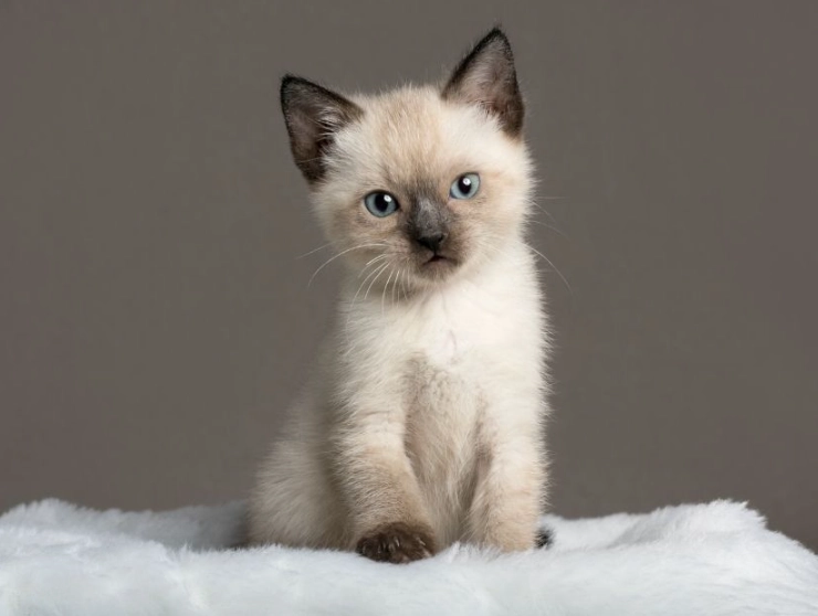 Siamese cat health issues Siamese cat health issues