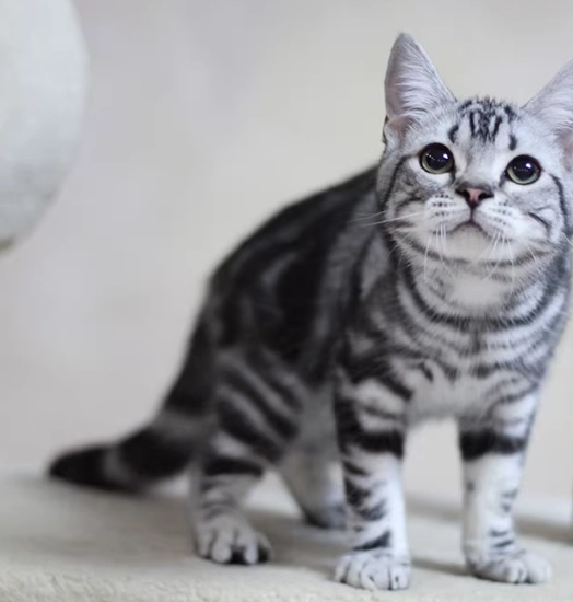 best tabby cat breed