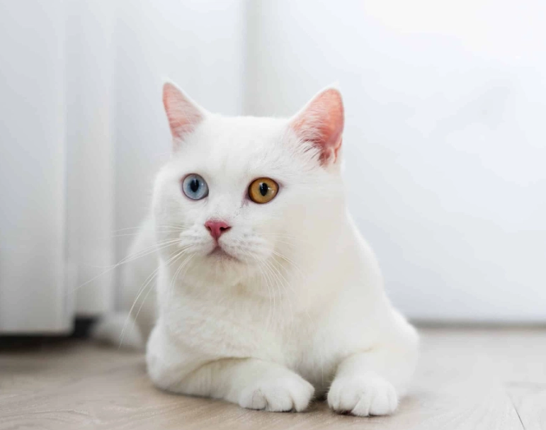 white cat personality white cat personality