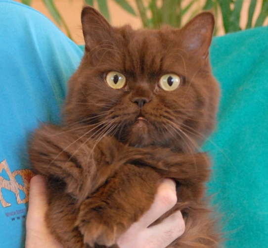 Chocolate brown cat breeds