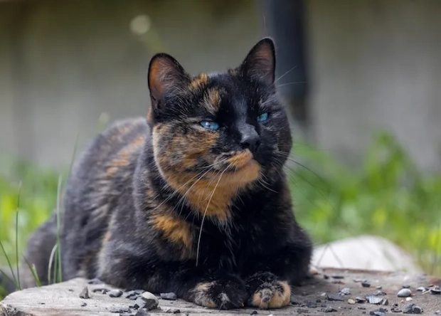 tortie cat personality