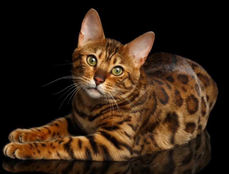 bengal cat bengal cat