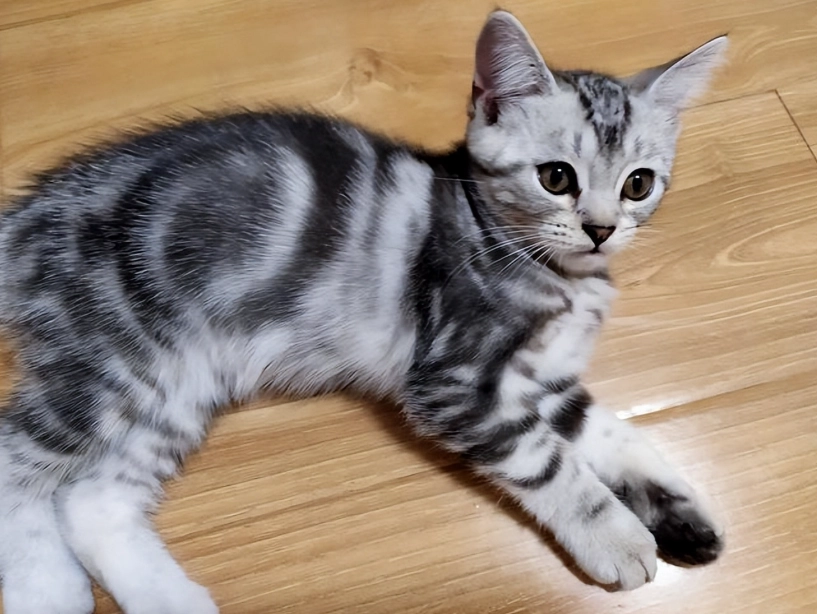 best tabby cat breed