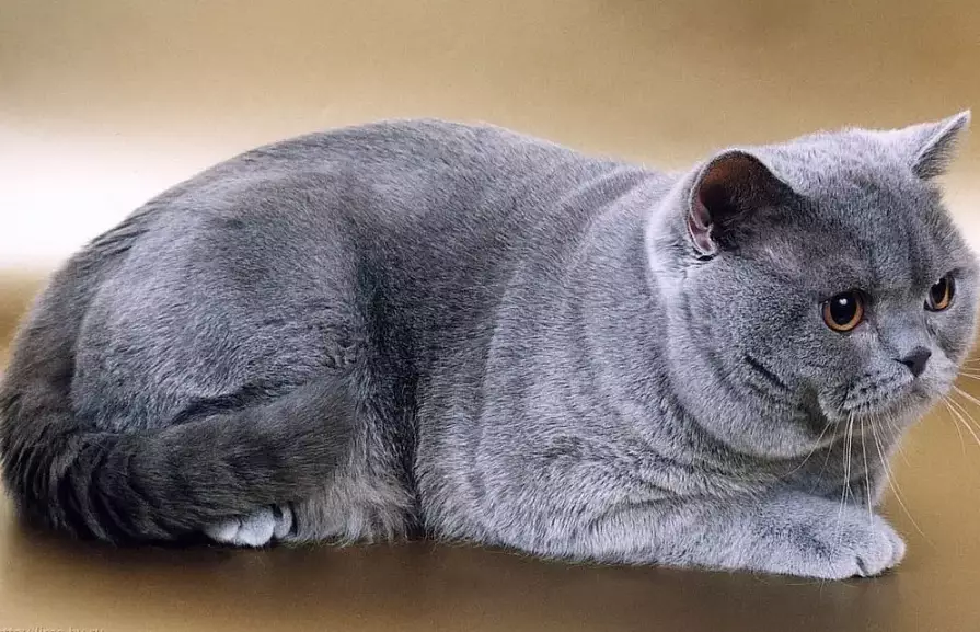 British Shorthair cat personality