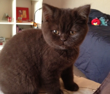 Chocolate colored cat personality