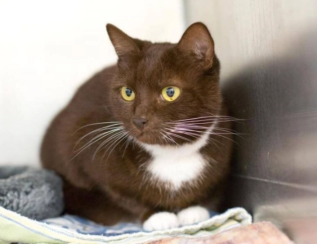 Chocolate brown cat care