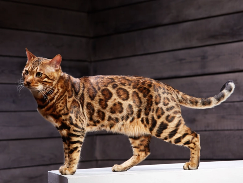 bengal cat bengal cat