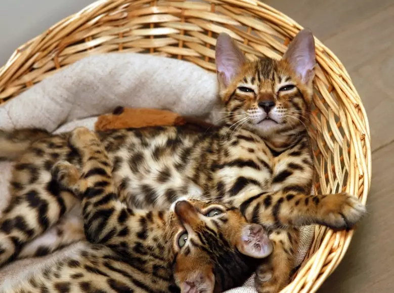 bengal cat care bengal cat care