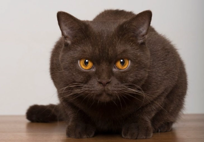 Chocolate colored cat personality
