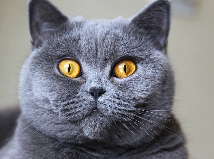 blue cat breeds
