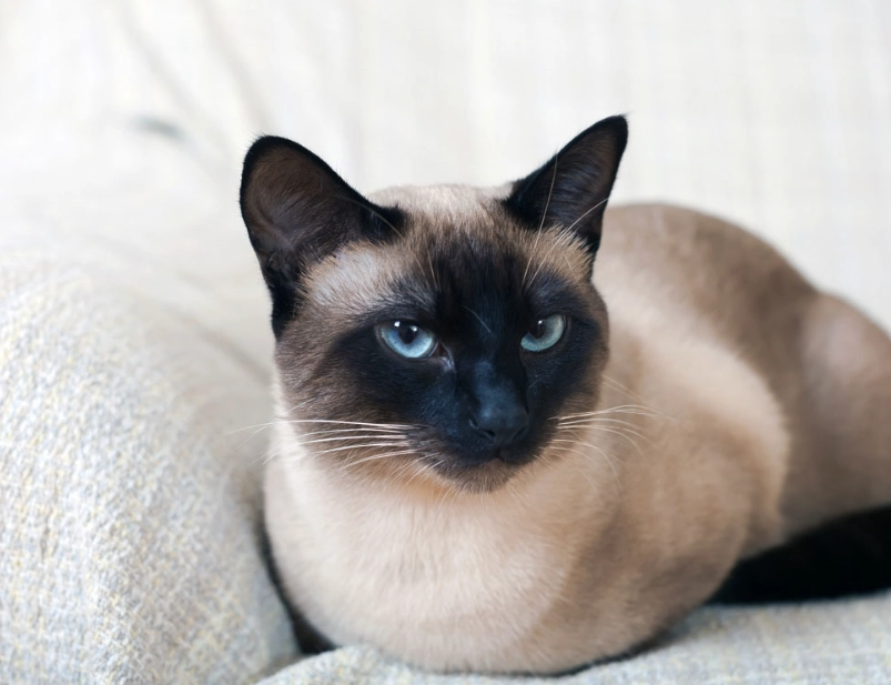 Siamese cat personality Siamese cat personality