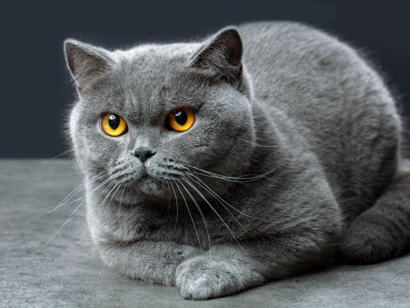 British Shorthair cat characteristics