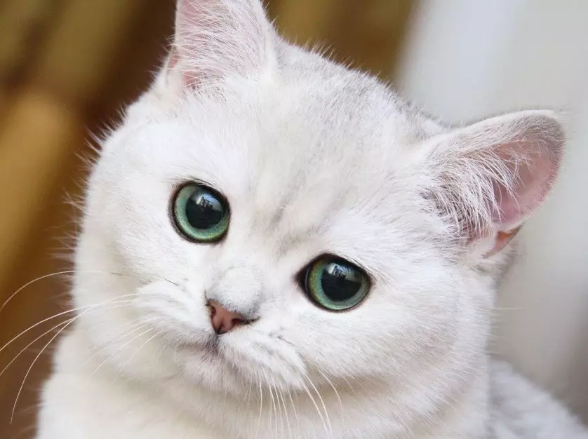 white cat personality white cat personality