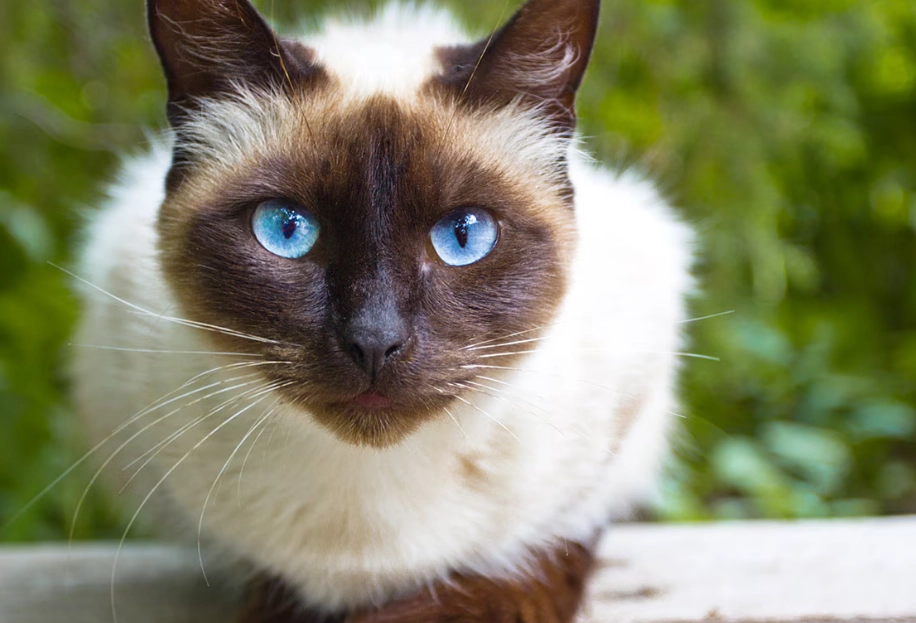 Siamese cat breed Siamese cat breed