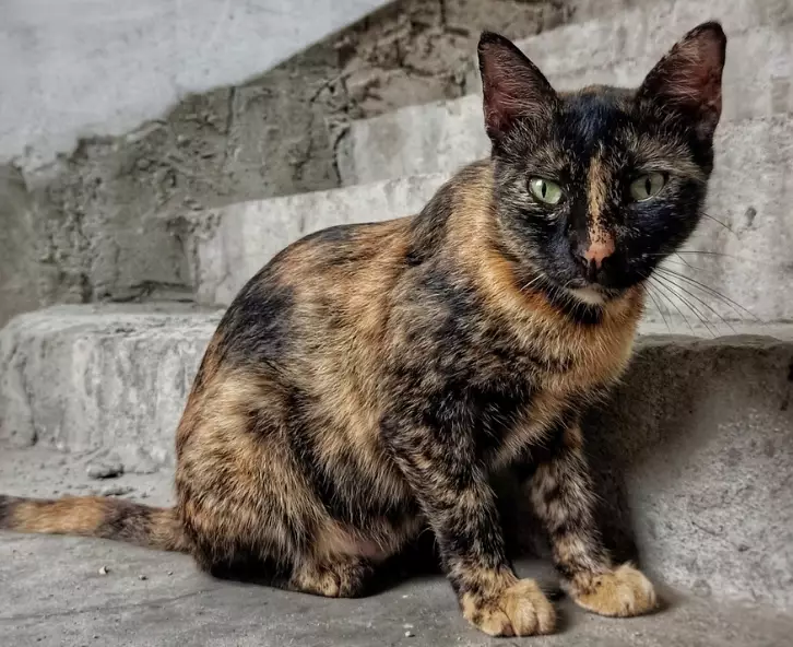 tortoiseshell cat care
