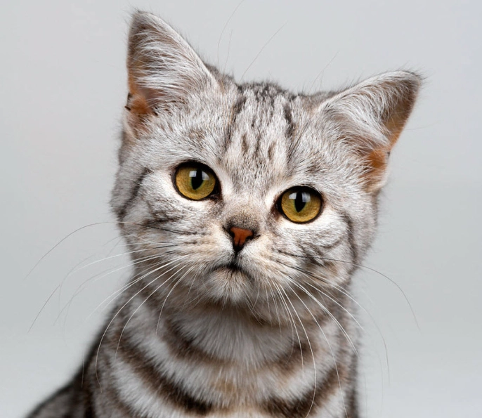 american shorthair grooming american shorthair grooming