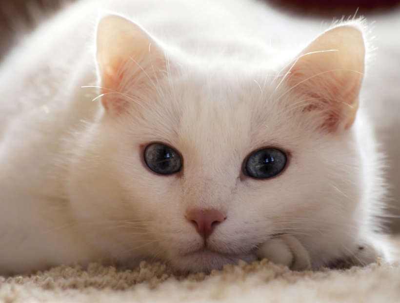 white cat grooming white cat grooming