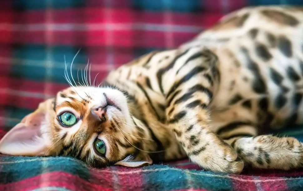 bengal cat temperament bengal cat temperament