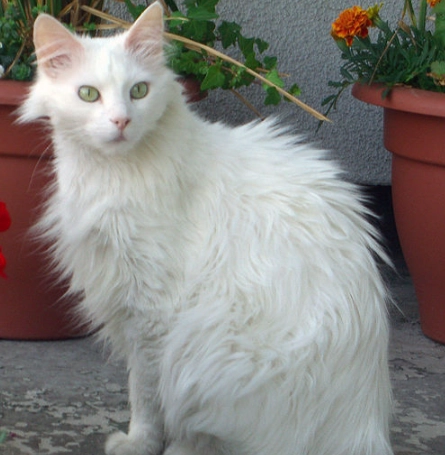 Angora cat Angora cat