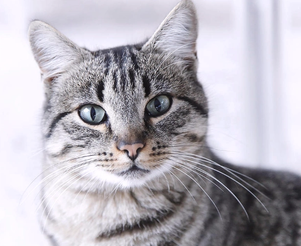 grey tabby cat breeds