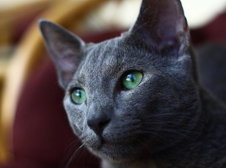 russian blue cat personality