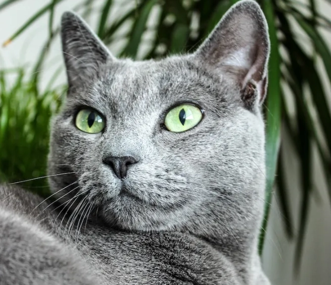 russian blue cat care