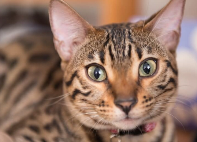 bengal cat care bengal cat care