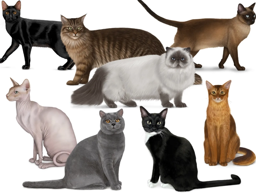 types of cats species types of cats species