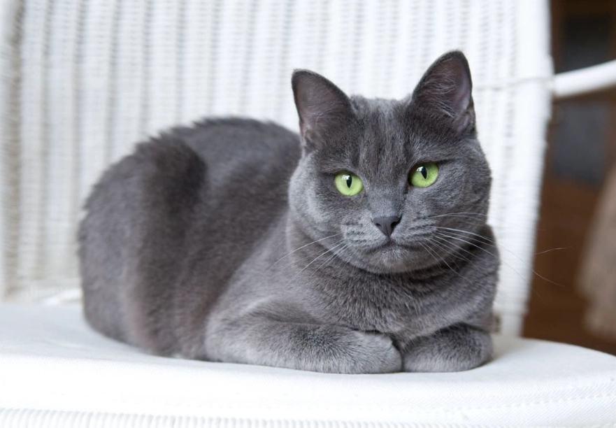 russian blue cat care