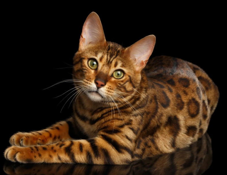 bengal cat temperament bengal cat temperament
