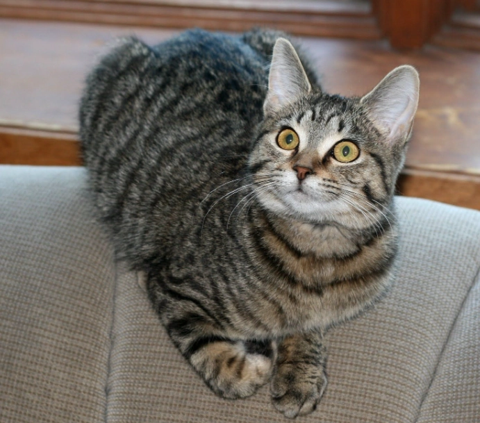 grey tabby cat personality