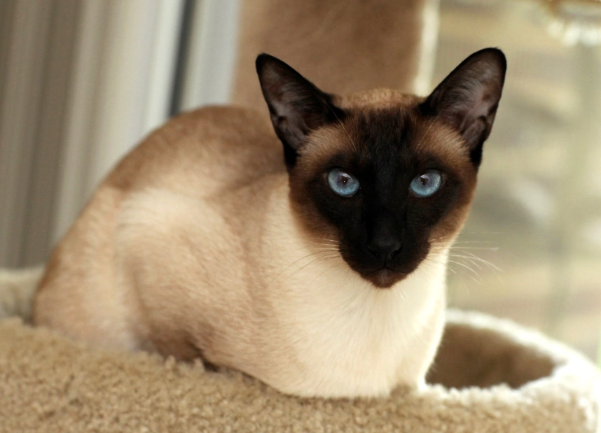 Siamese cat breed information