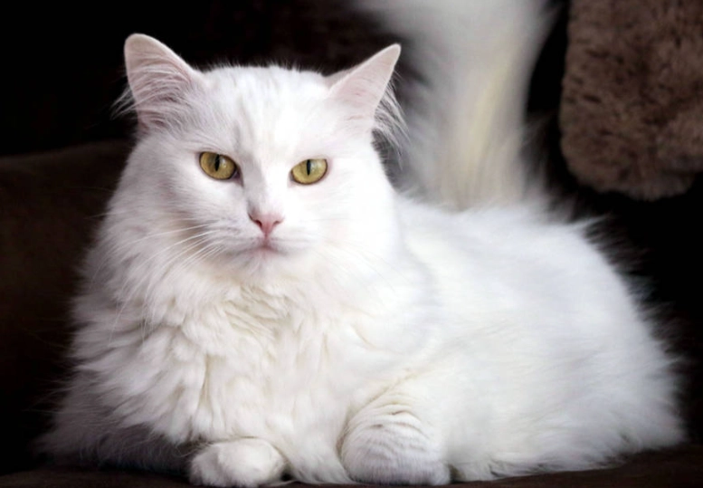 Turkish Angora cat Turkish Angora cat