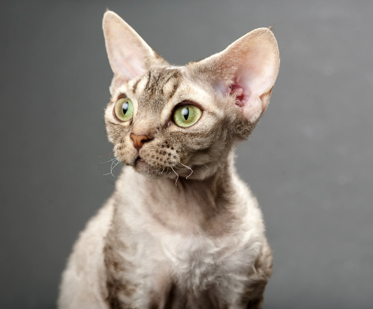 devon rex cat care