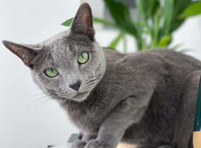 russian blue cat personality
