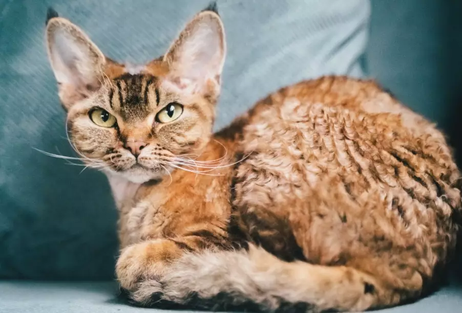 devon rex cat care
