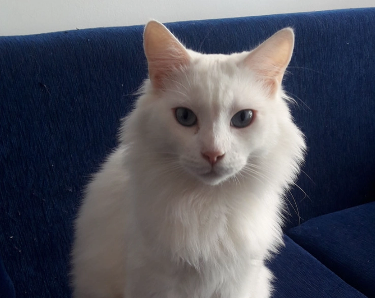 Angora cat grooming Angora cat grooming