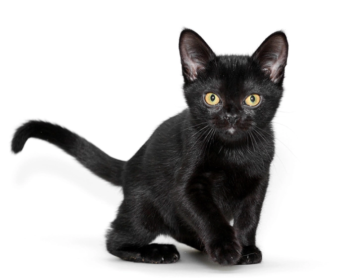 Bombay cat personality