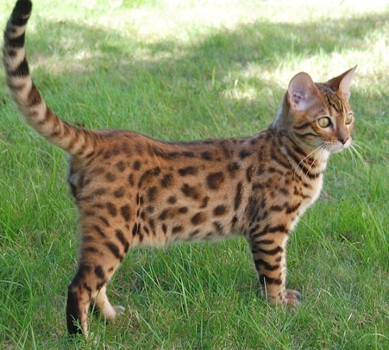 domestic bengal cat domestic bengal cat