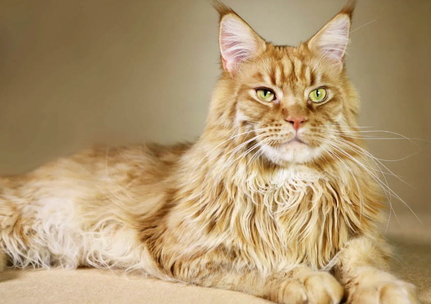 maine coon cat personality