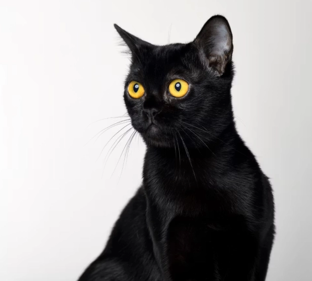 Black cat breed