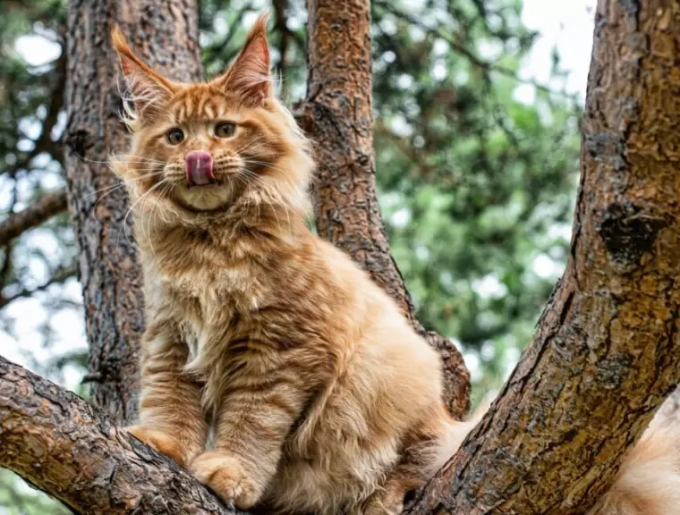 maine coon cat personality