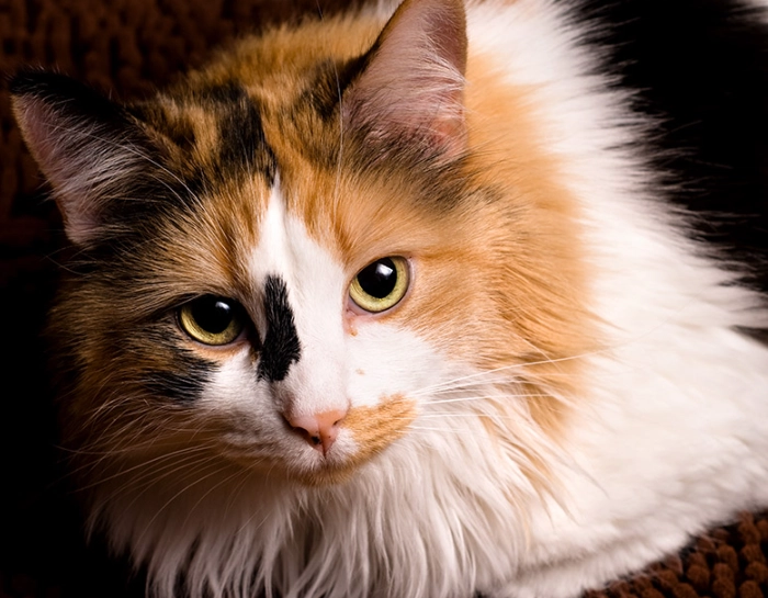 calico cat personality calico cat personality