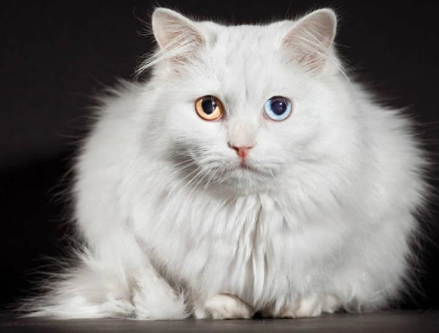 Angora cat grooming Angora cat grooming