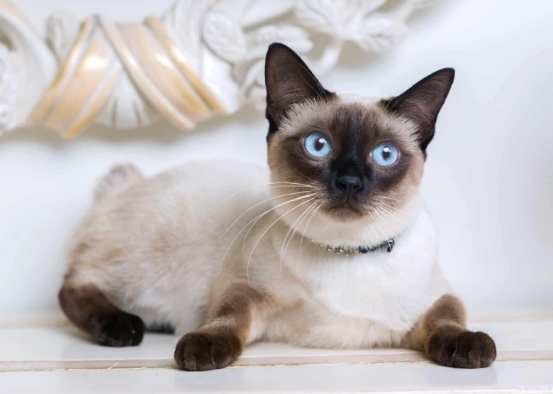 Siamese cat personality