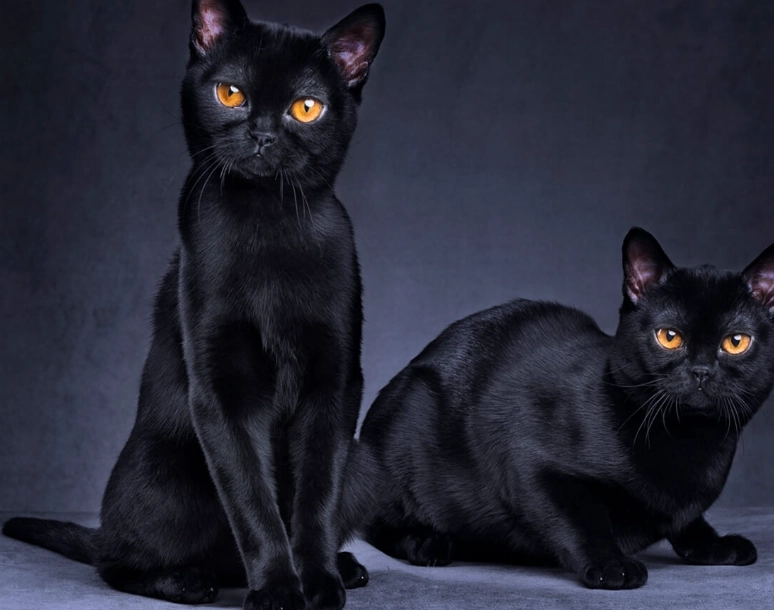 Bombay cat health problems