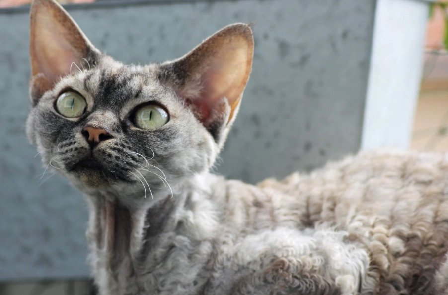 devon rex cat breed