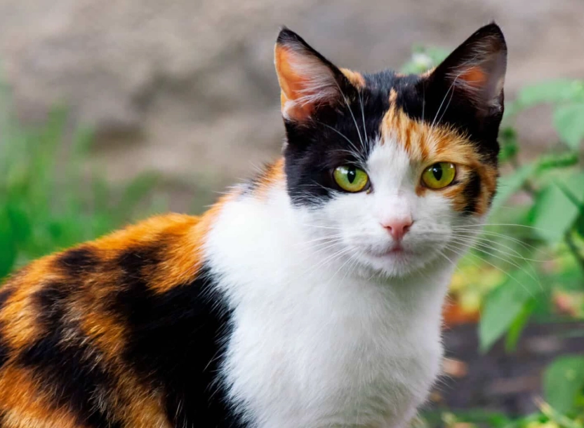 calico cat care calico cat care