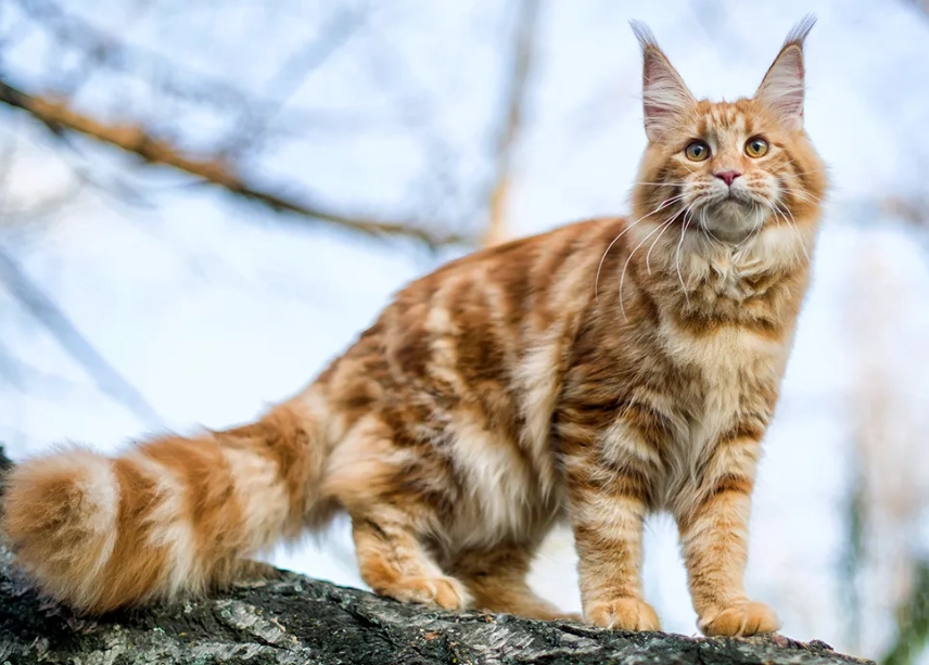 maine coon cat